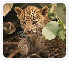 Leopard at Corbett National Park