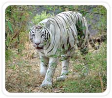 White Tiger at Bandhavgarh National Park